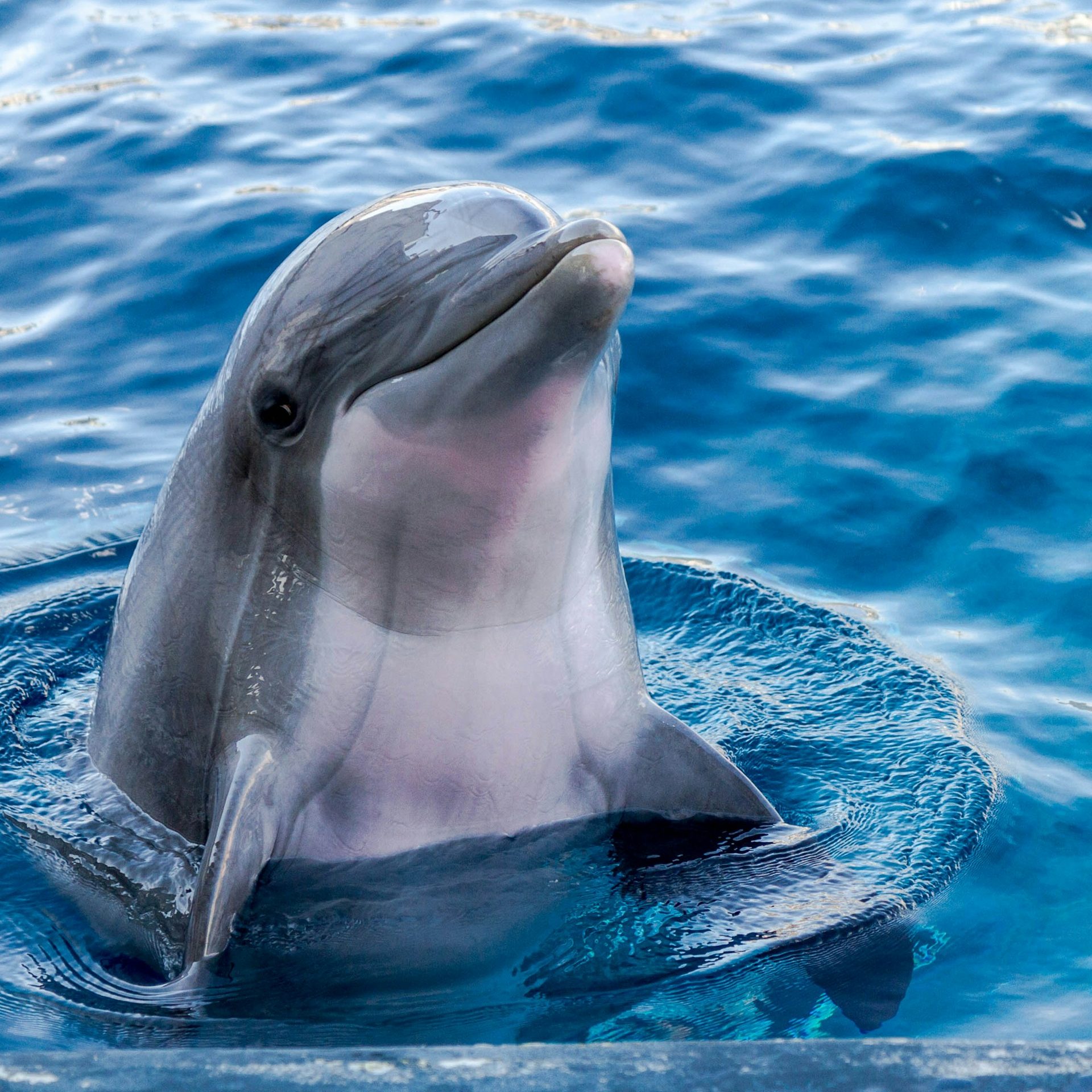 dolphin