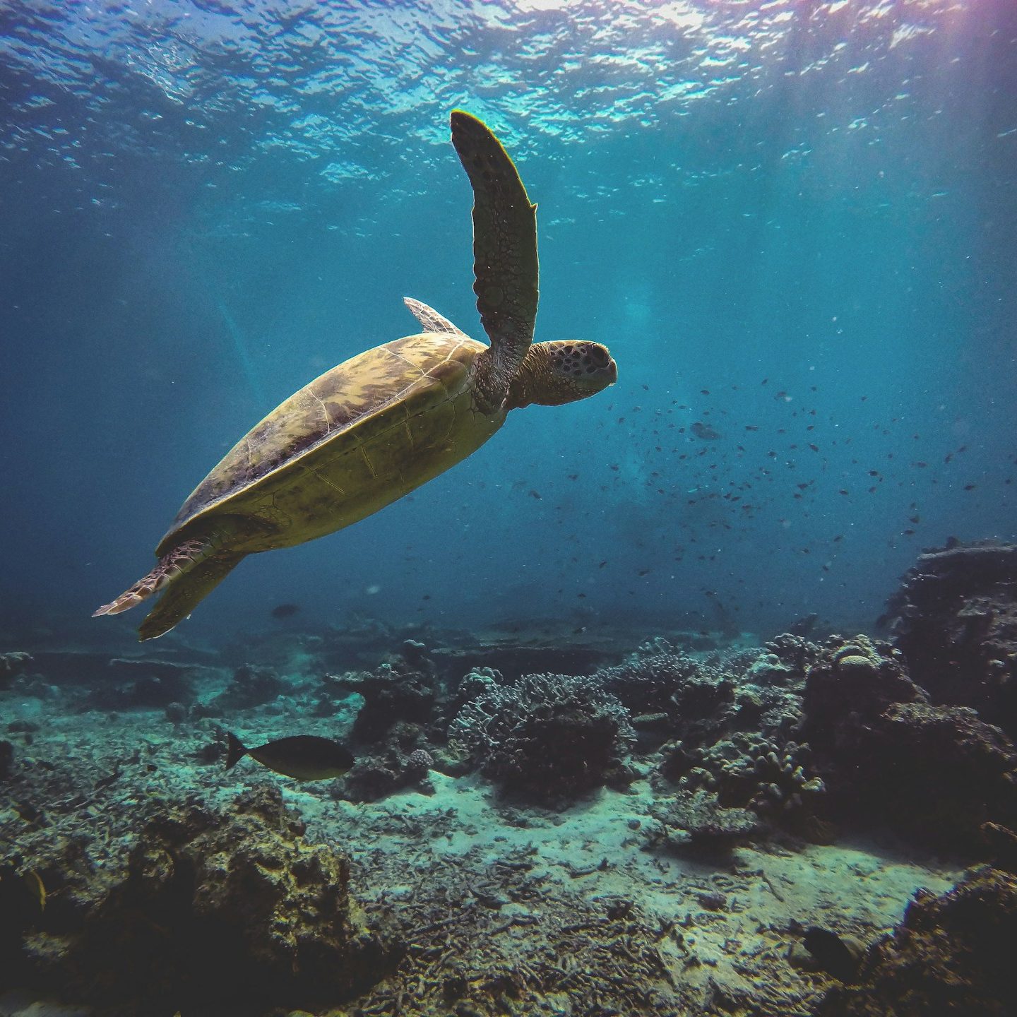 brown turtle on the ocean photography