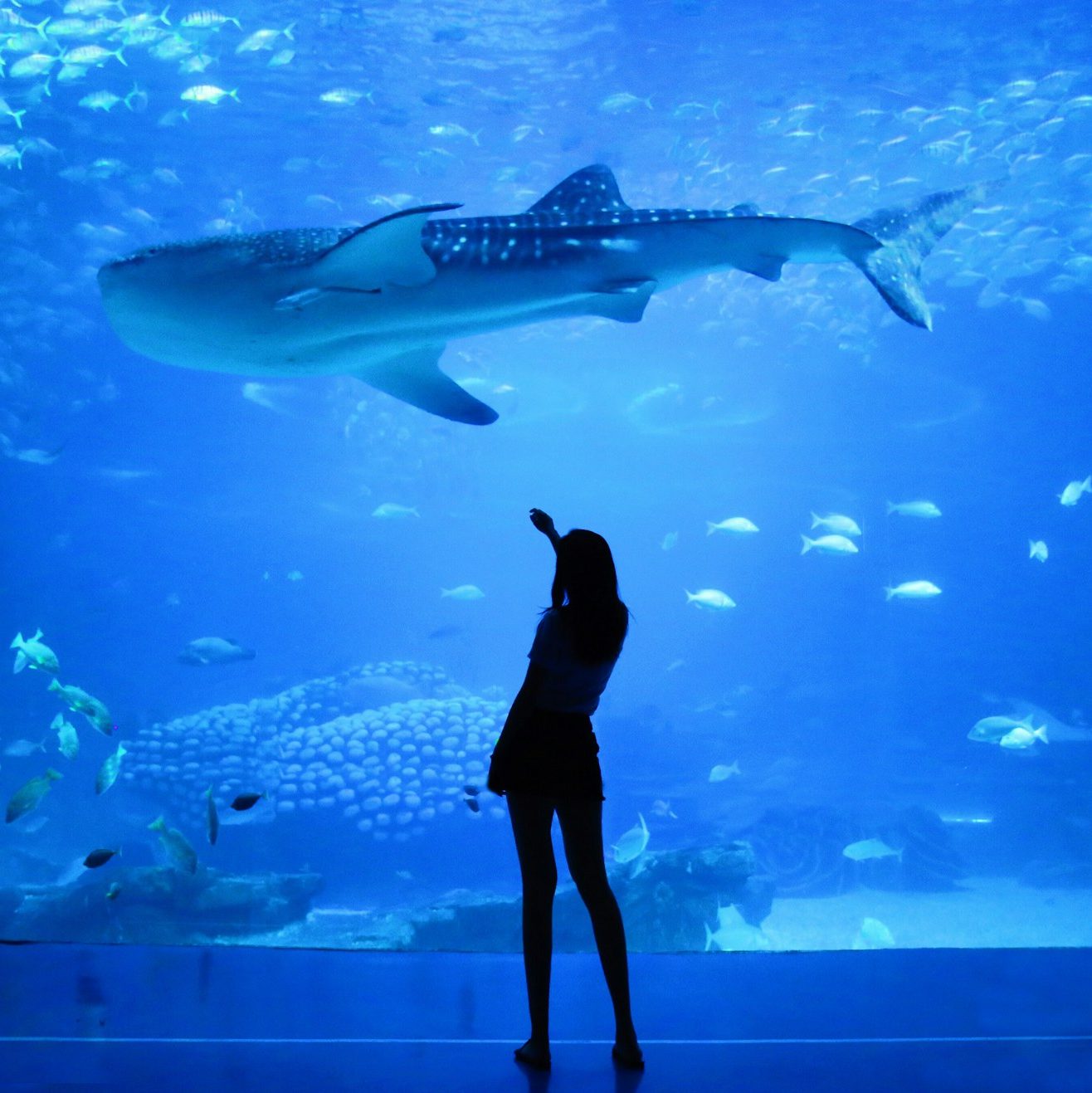 silhouette of woman beside aquarium with whale shark